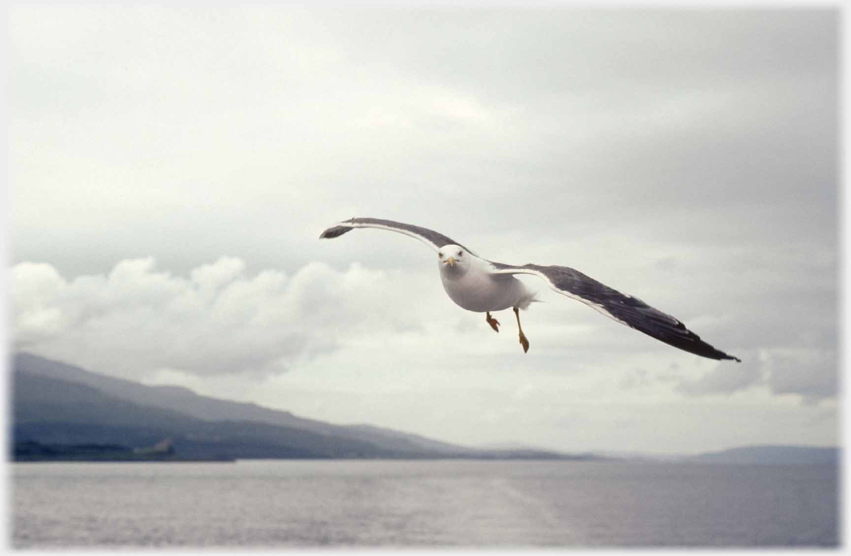 Blackbacked gull hovering over sea.