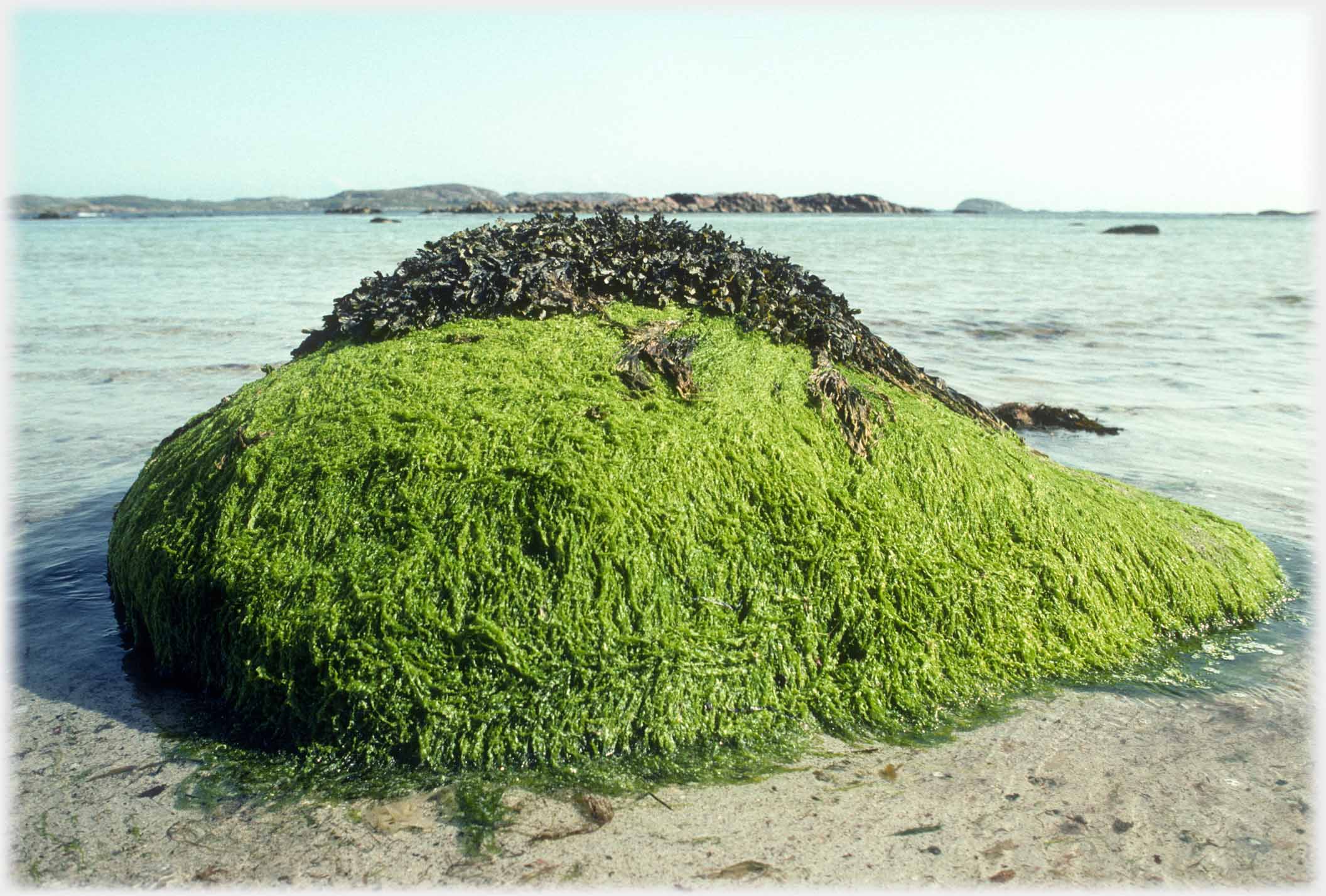 Two rocks the one covered in green and one in brown seaweed.