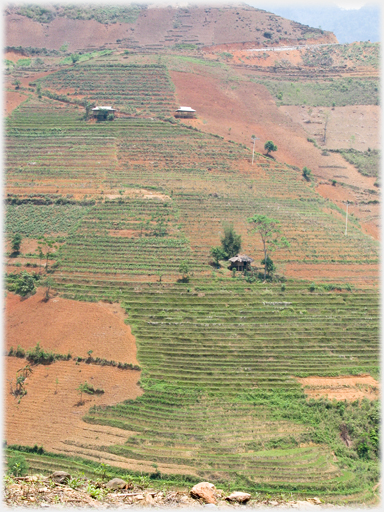 Terraced hillside speckled with houses.