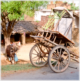 Cart and buffalo.