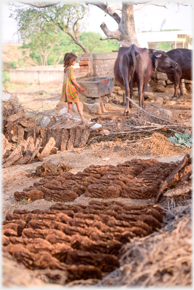 Buffalo dung as fuel.