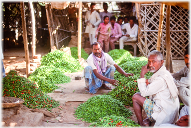 Chilli shop.