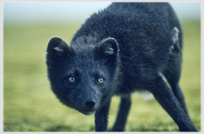 Arctic fox at Latrabjarg cliffs.