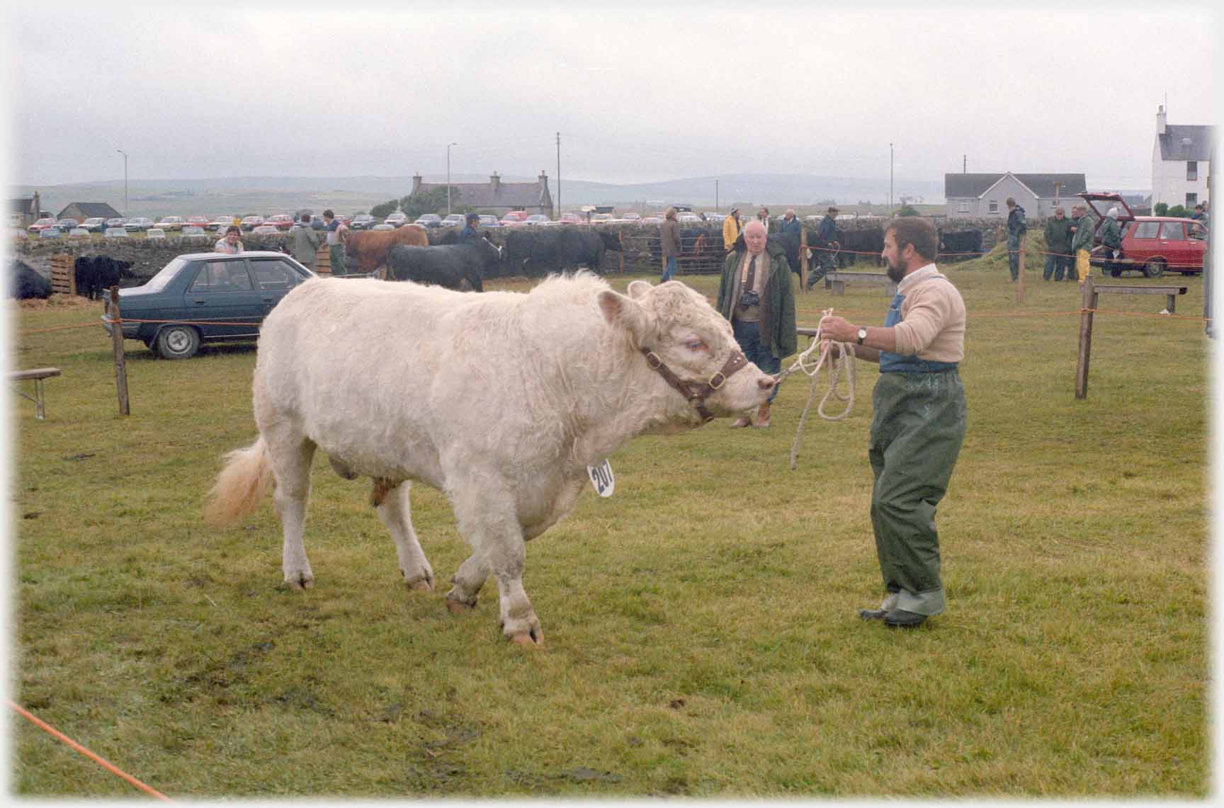 Man with bull in show field.