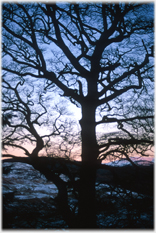 Skeletal silhouette of beech tree in winter.