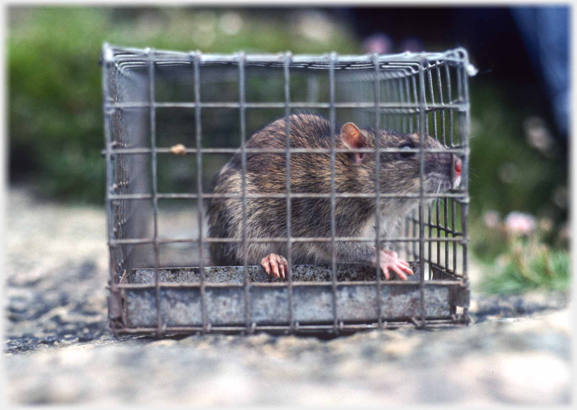 A rat in a small cage.