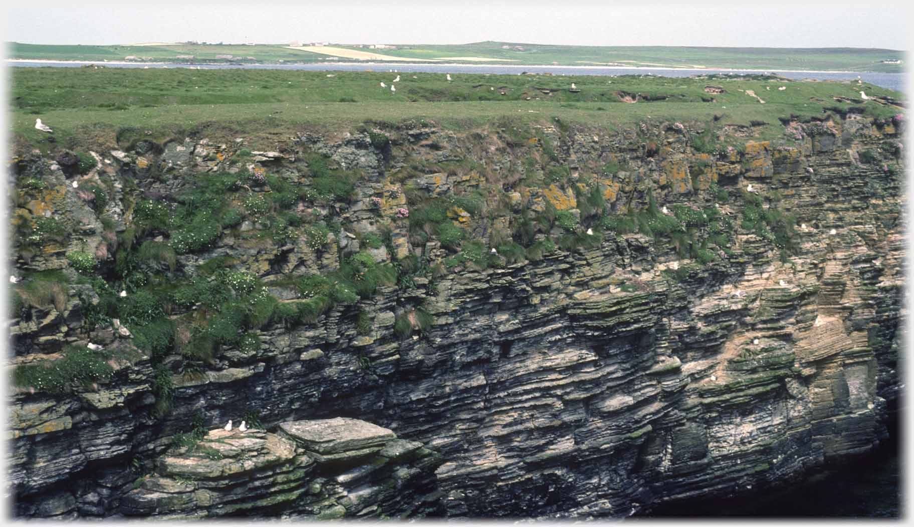 Stratified cliffs with birds nesting