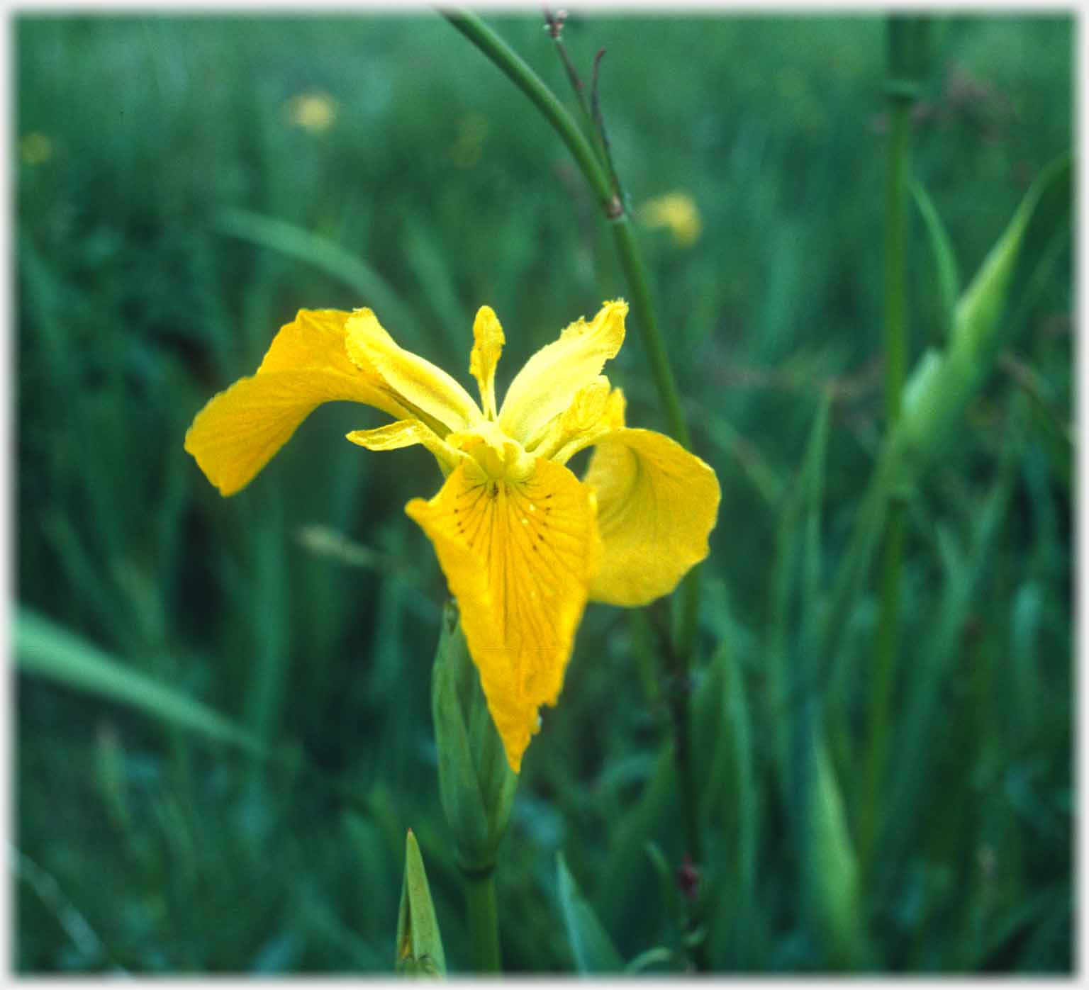 An iris flower.