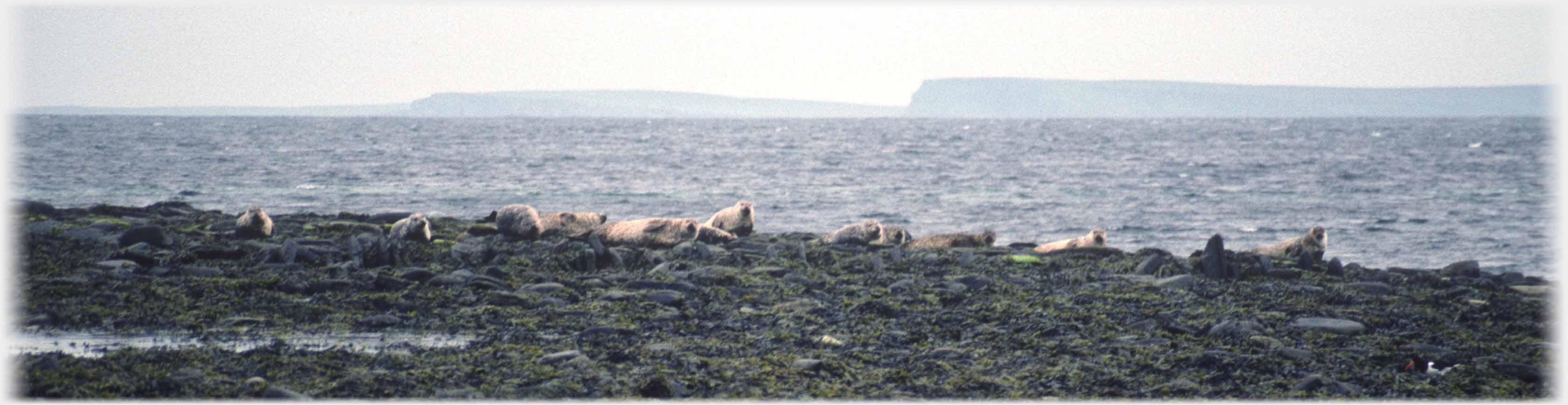 Shore line with a score or so of seals on rocks at the edge of the water.