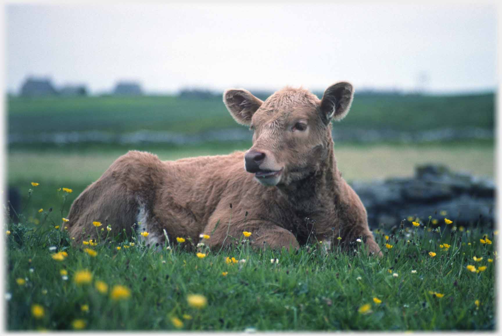 A very contented looking beast on ground amongst buttercups.