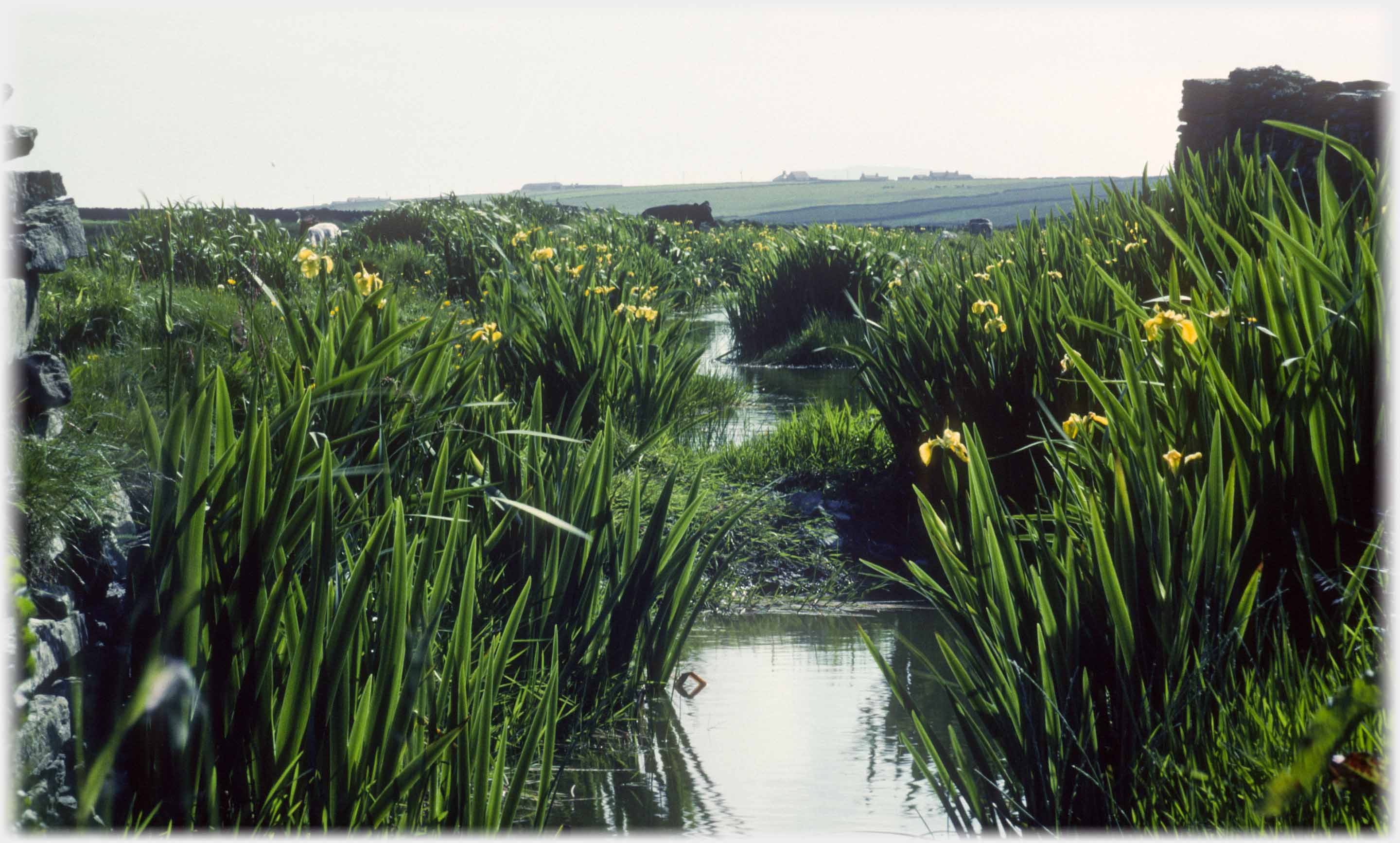 Small burn flowing through banks of irises in flower.