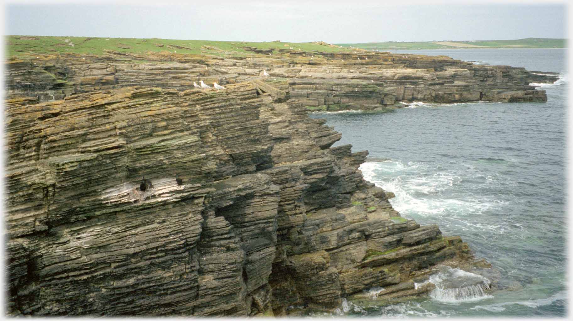 Cliff heavily stratified forming shelves suitable for nesting, sea beyond.