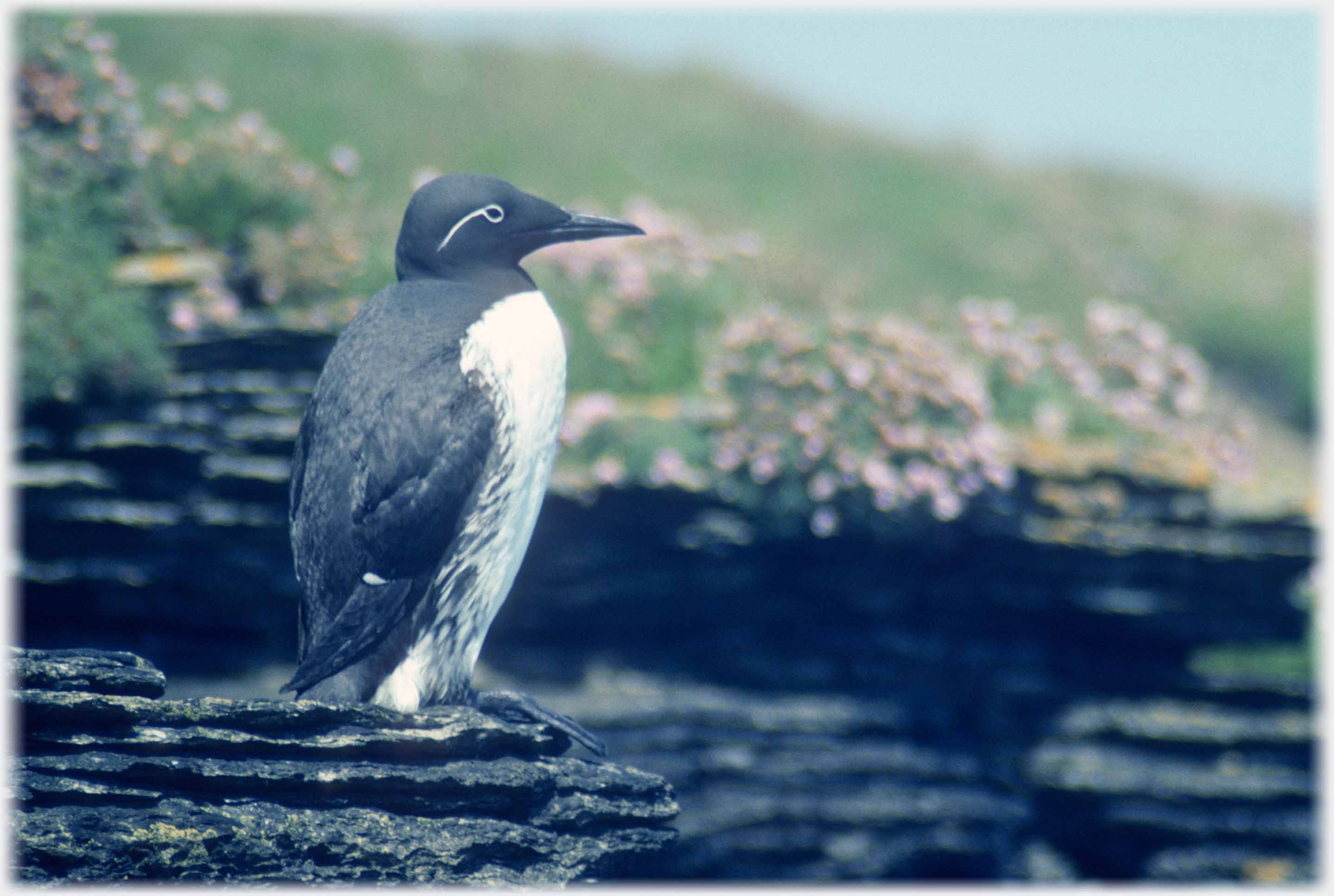 Bridled guillempot standing on ledge.