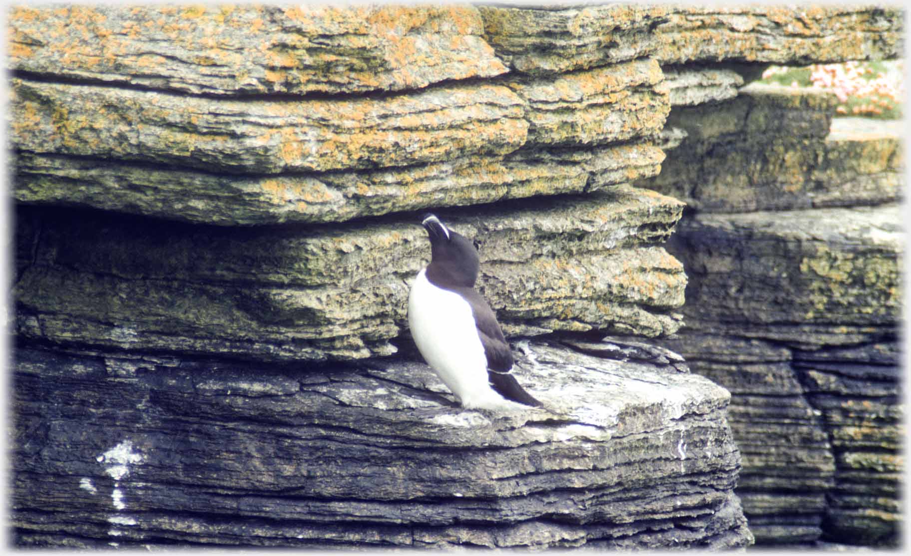 Razorbill on ledge looking up.