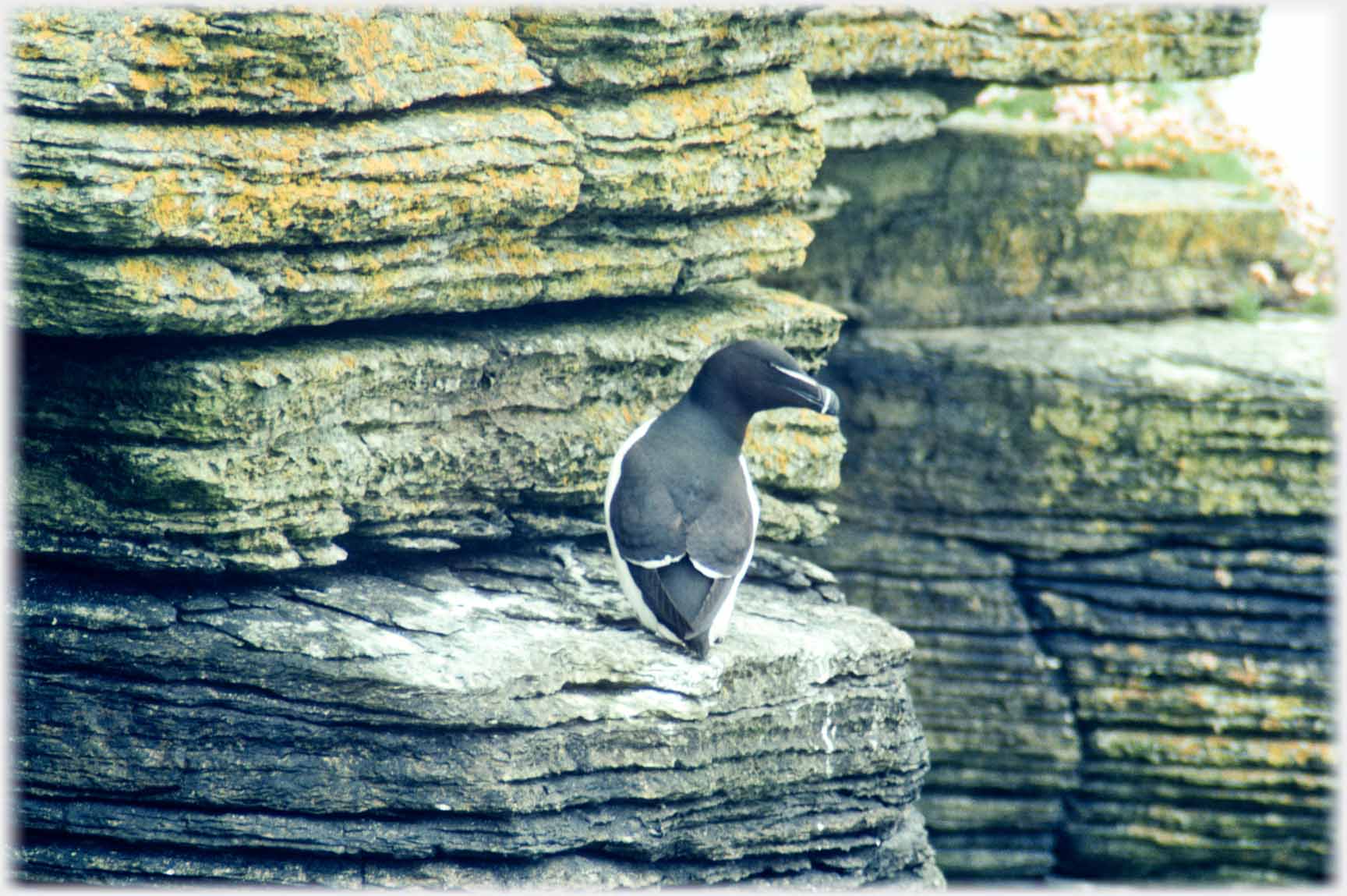 Razorbill square on to back with head turned.