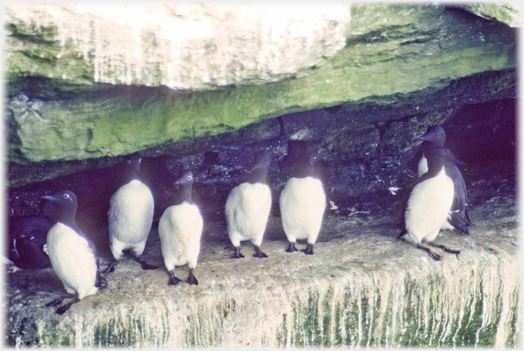 Line of guillemots under cliff overhand.