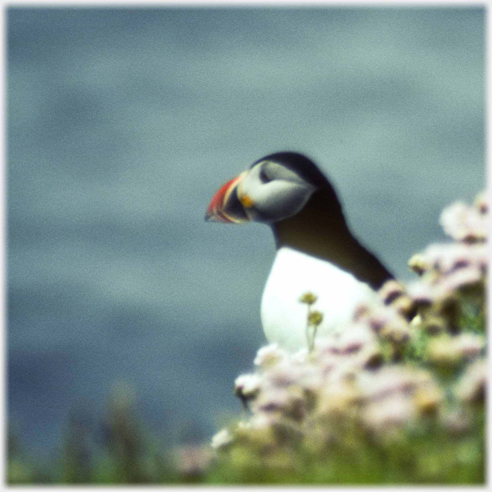 Puffin head above thrift.