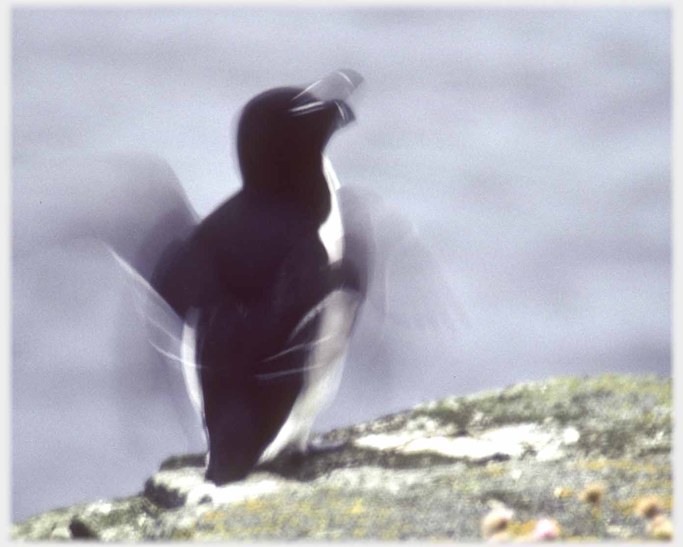 Black bird with blurrred fast moving wings and head.