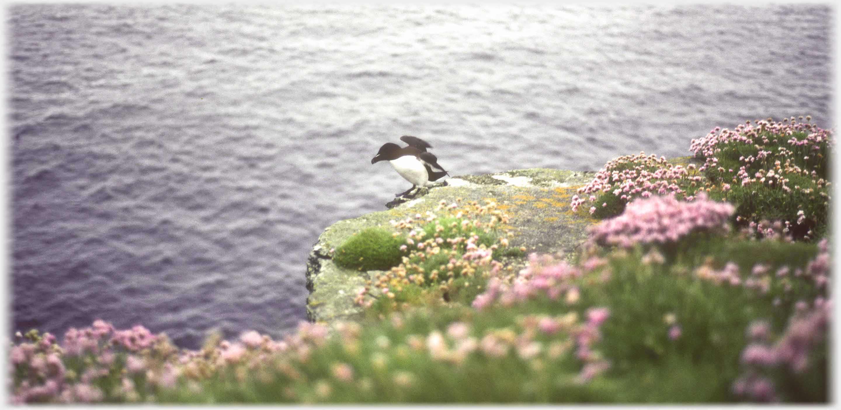 Banks of thrift on cliff with razorbill at edge.