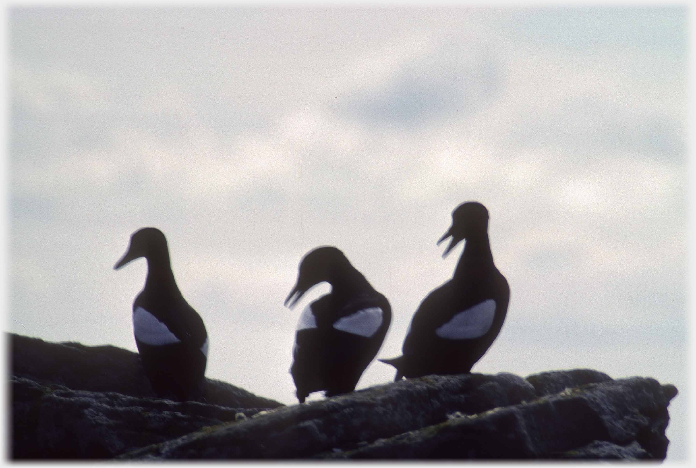 Three tysties, beaks open heads moving.