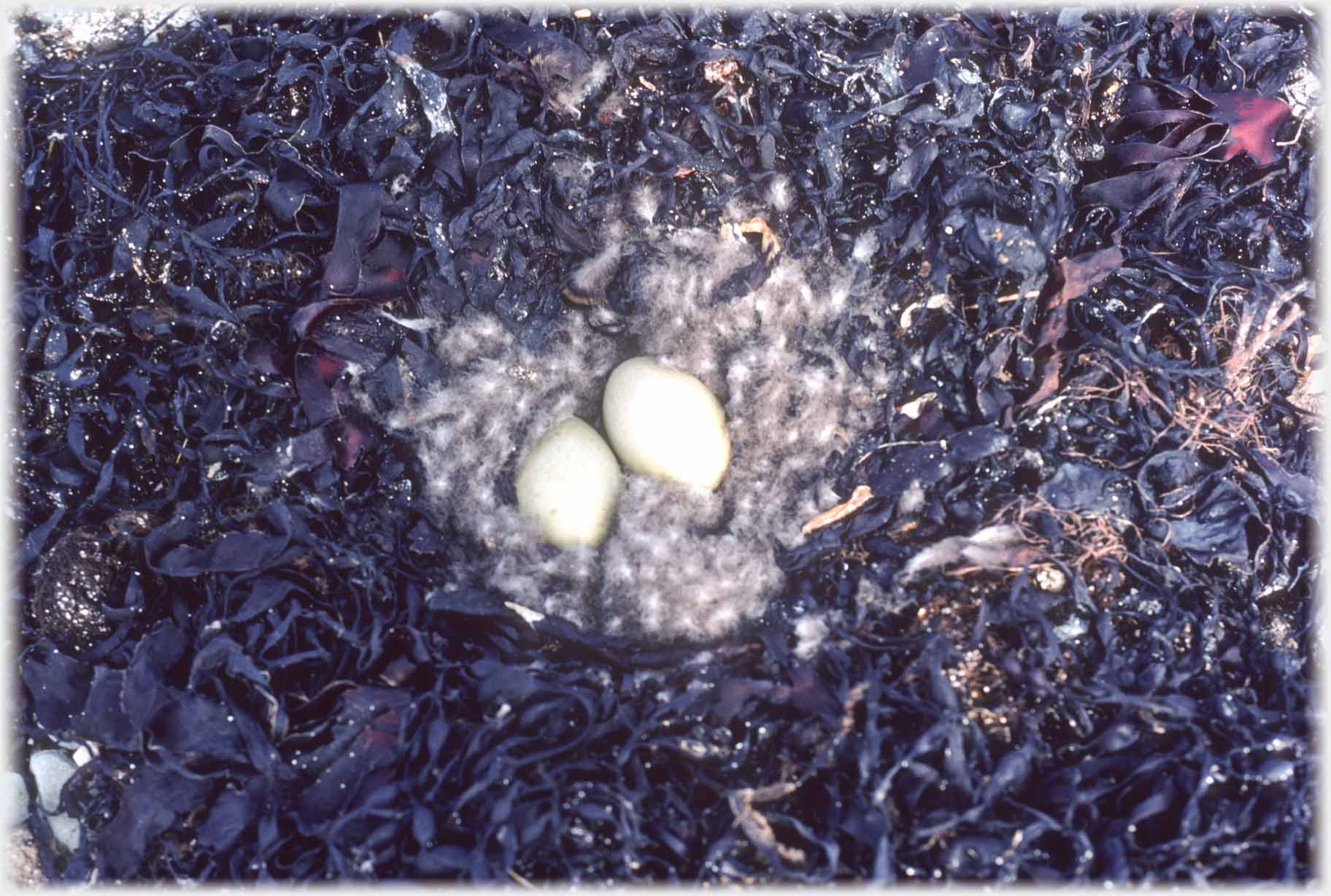 Two white eggs with nested in down and seaweed.