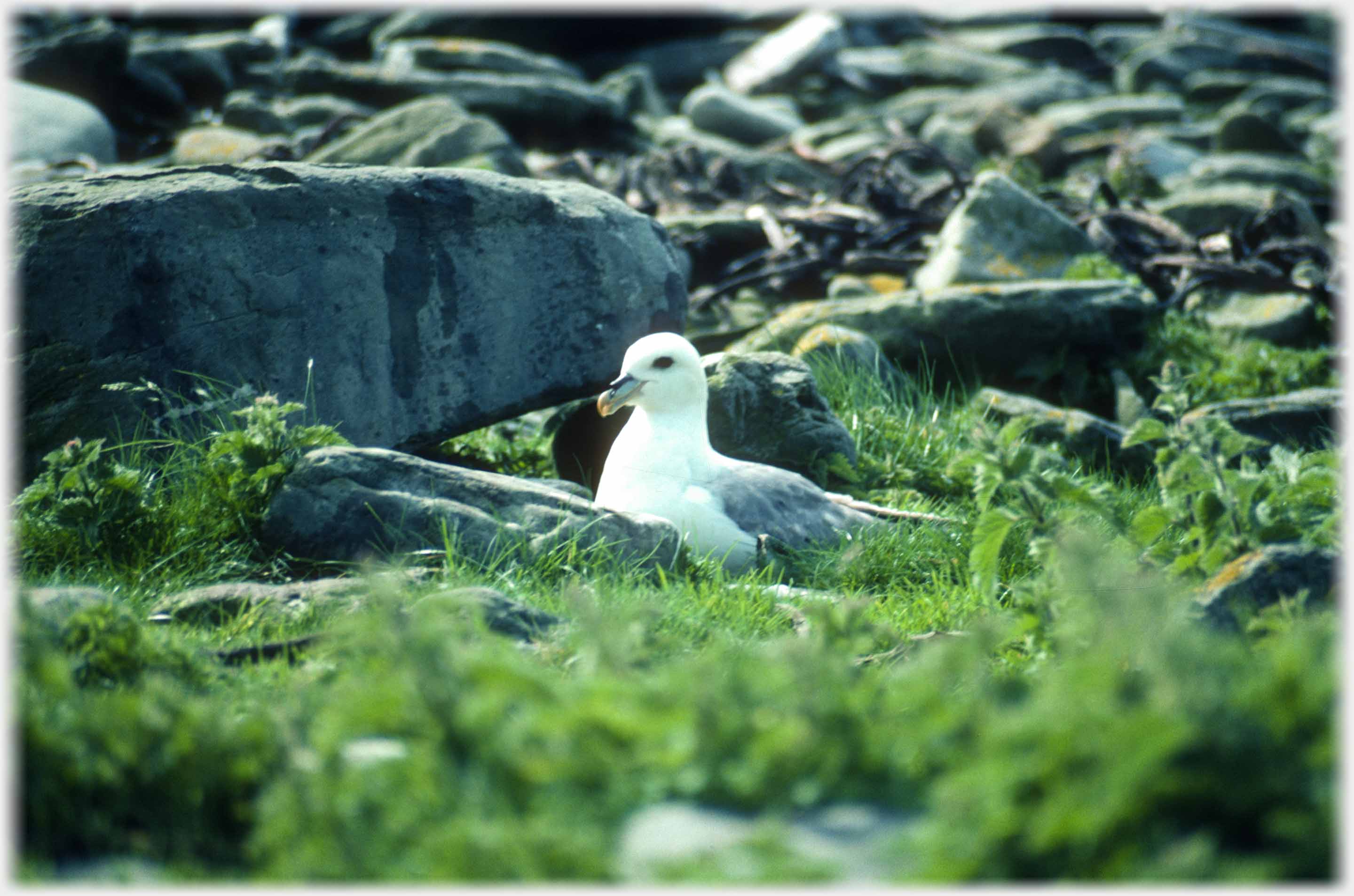 Fulmar posing on grass by rock