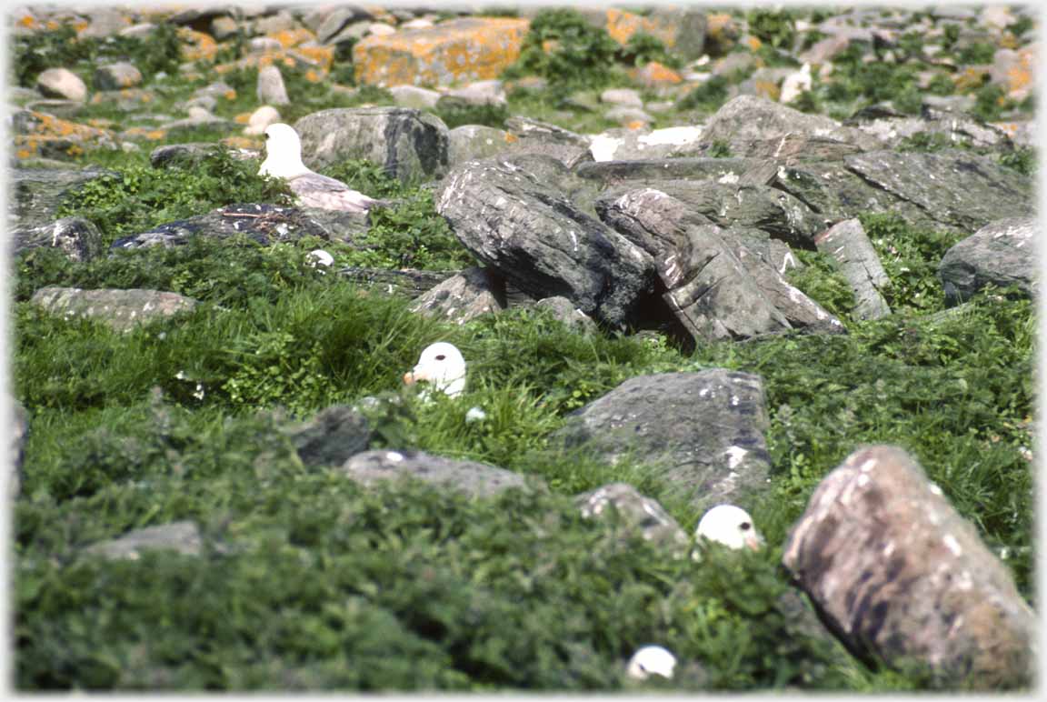 Nearer view of white heads showing in vegetation.