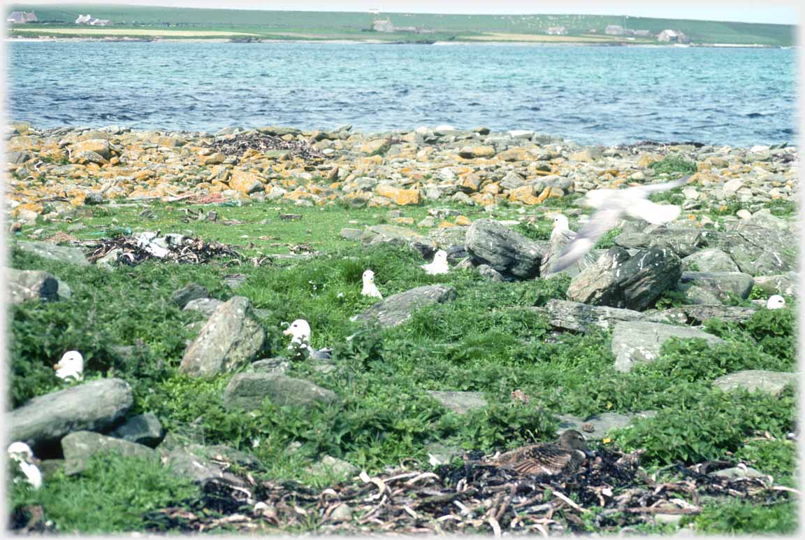 Low vegetation with white heads showing.