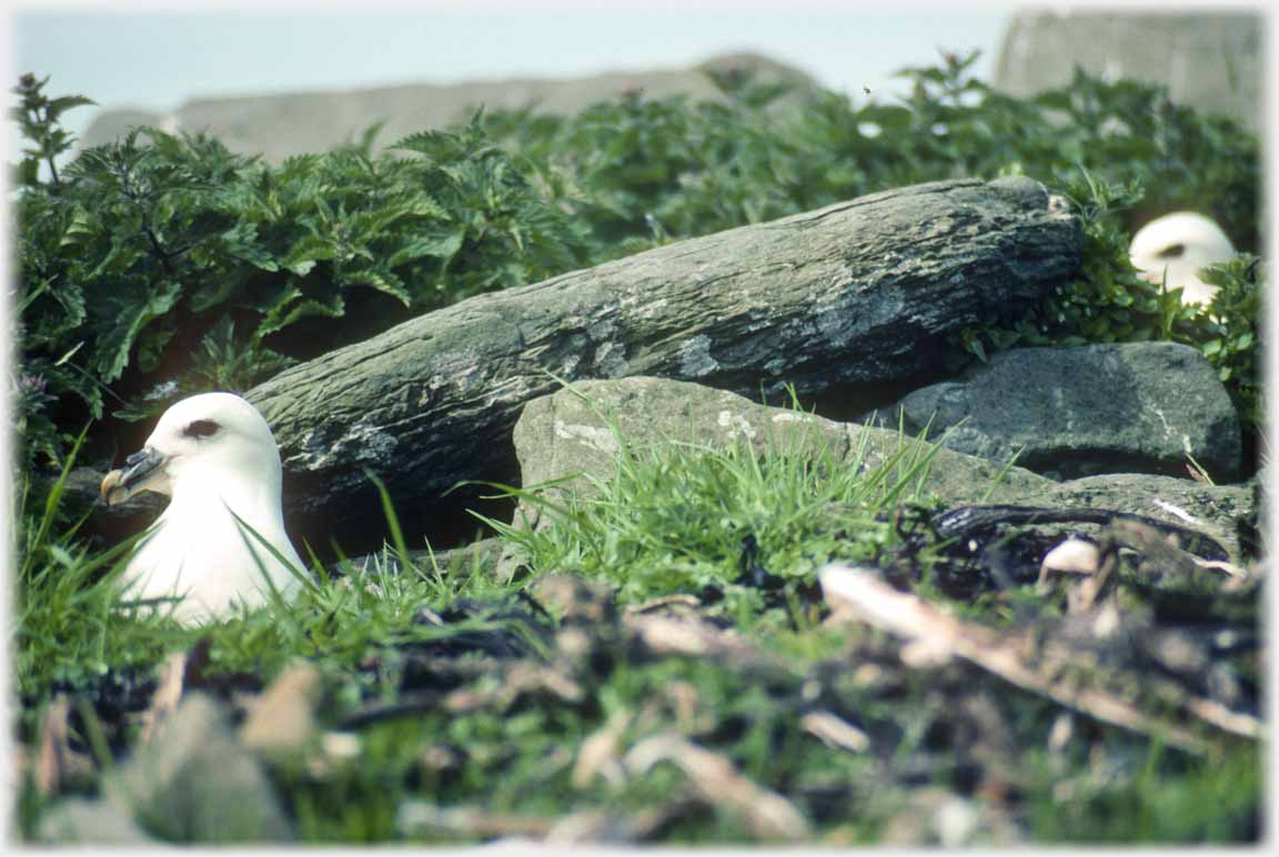 Fulmar head by rock