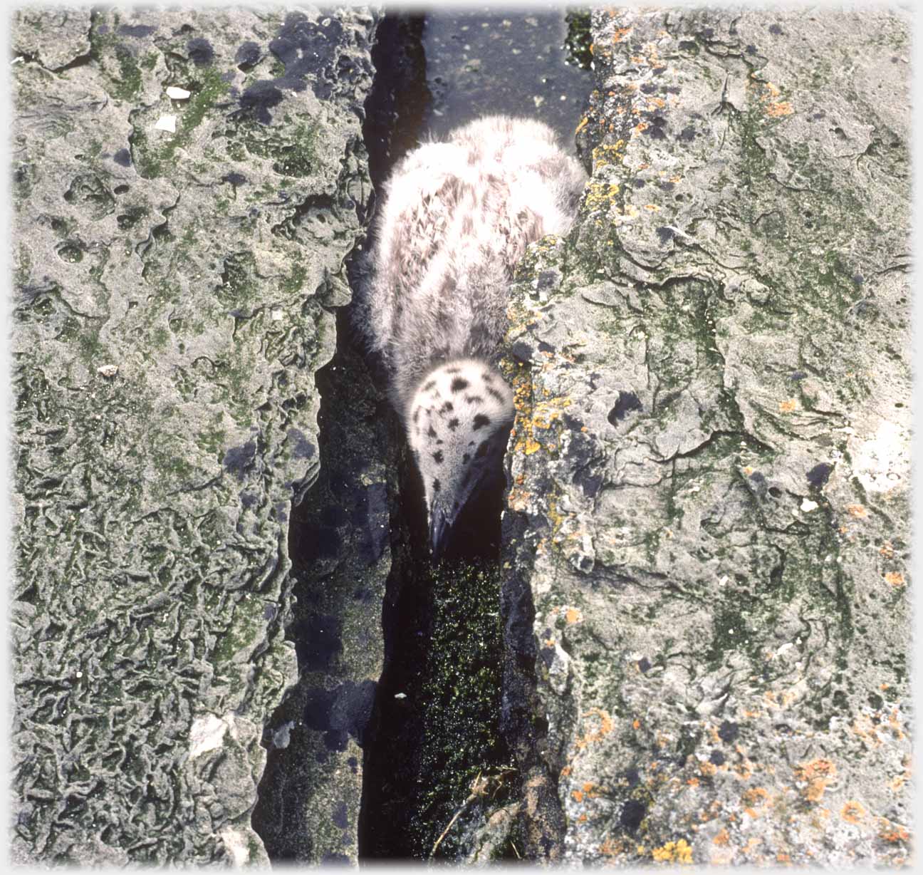 Chick in cleft between rocks.