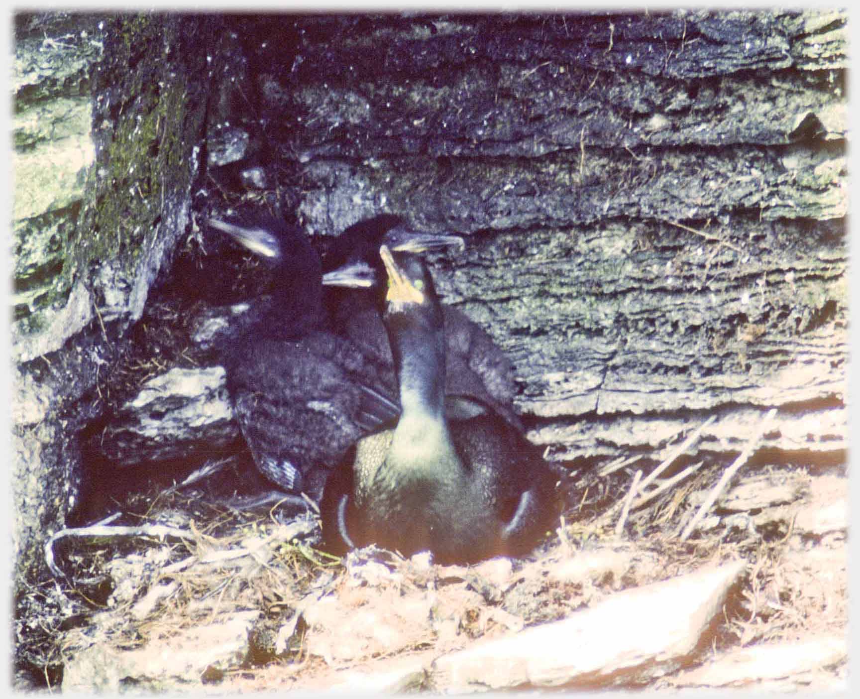 Shag raising its head, three young beaks behind.