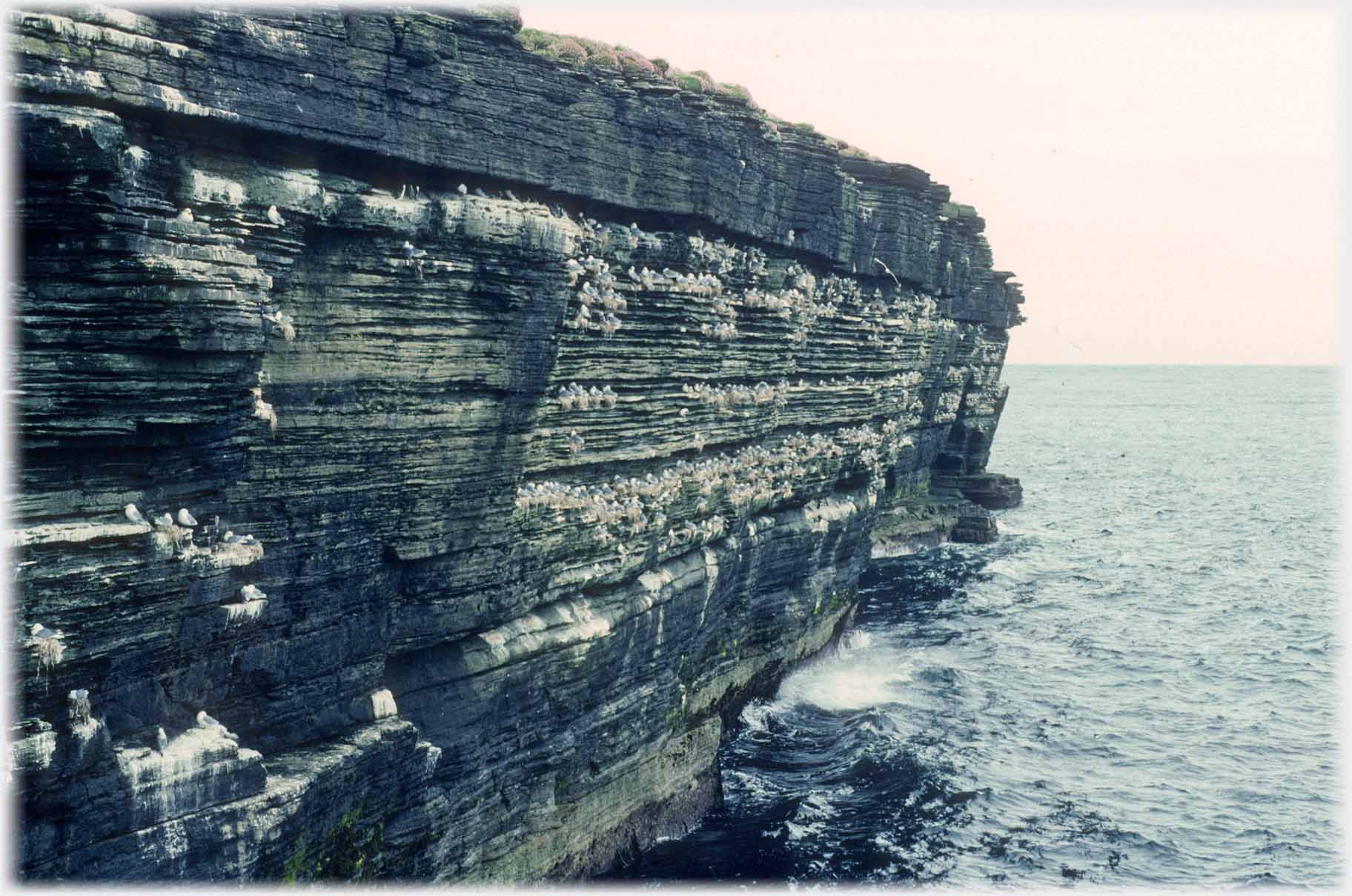 Cliff above sea with lines of white gulls and nests.