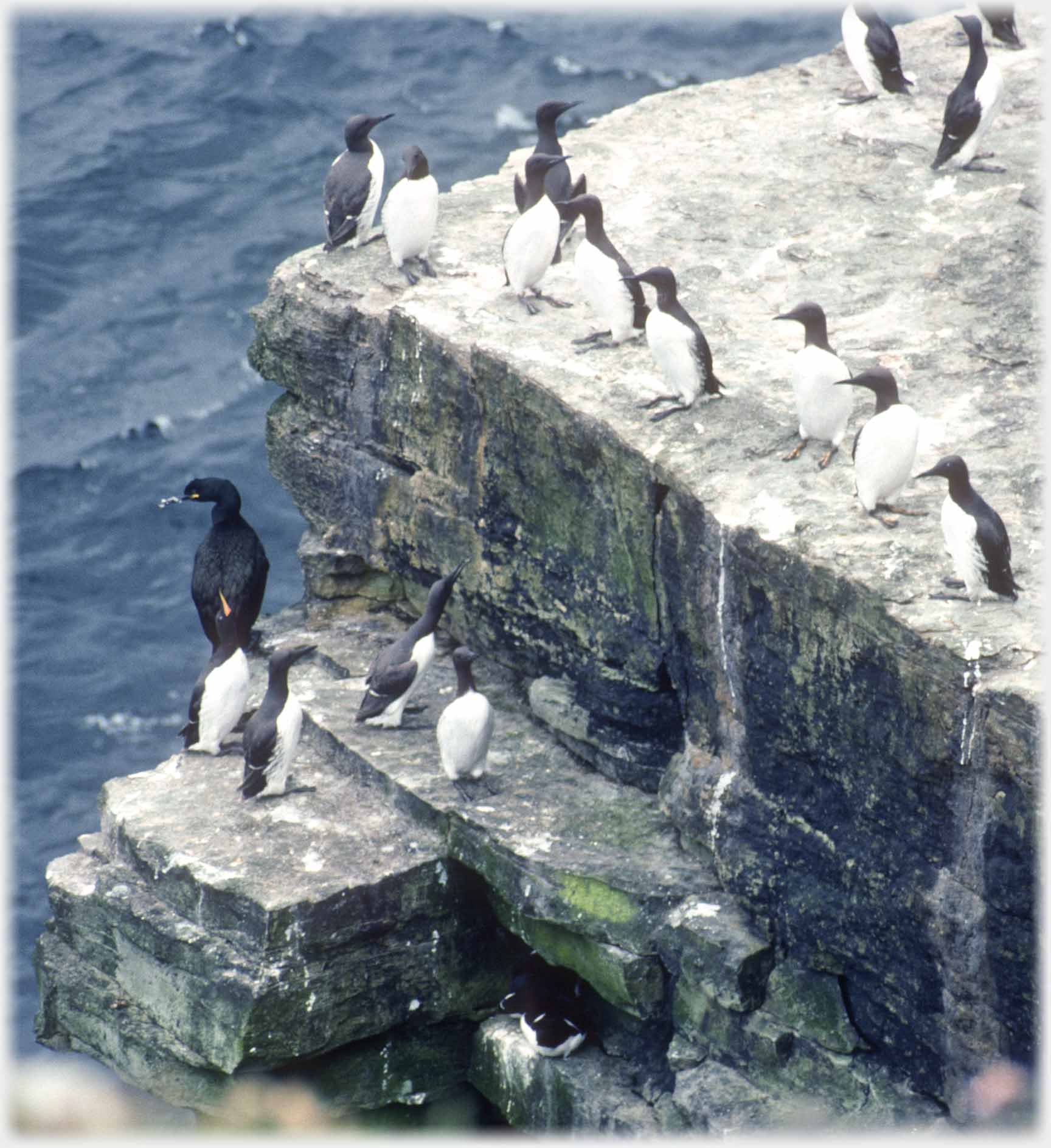 A line of guillemots above a shag.