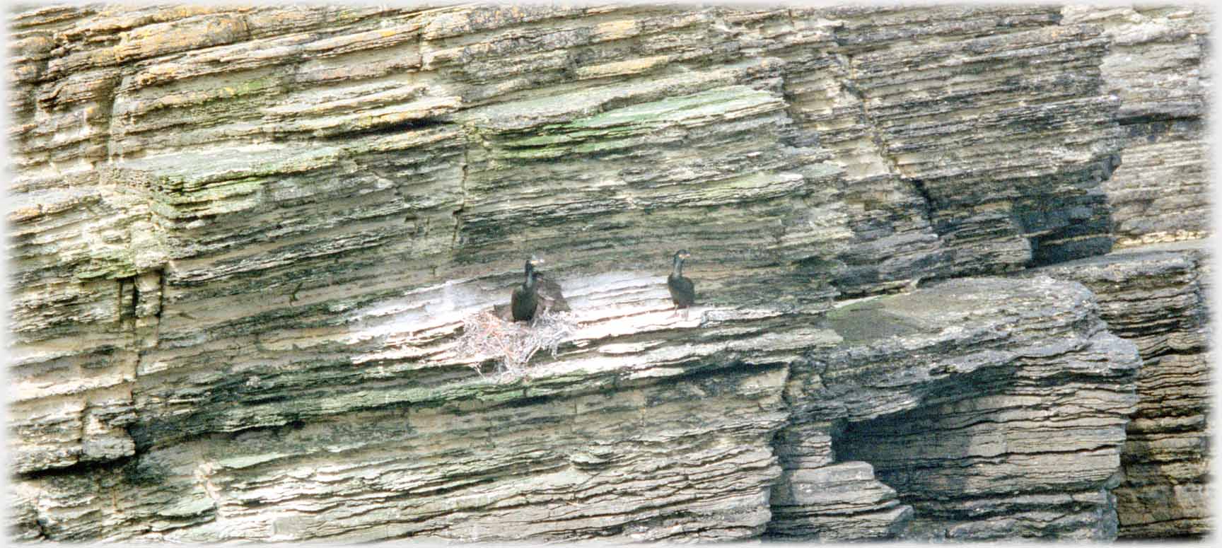 SIngle nest site with two shags.