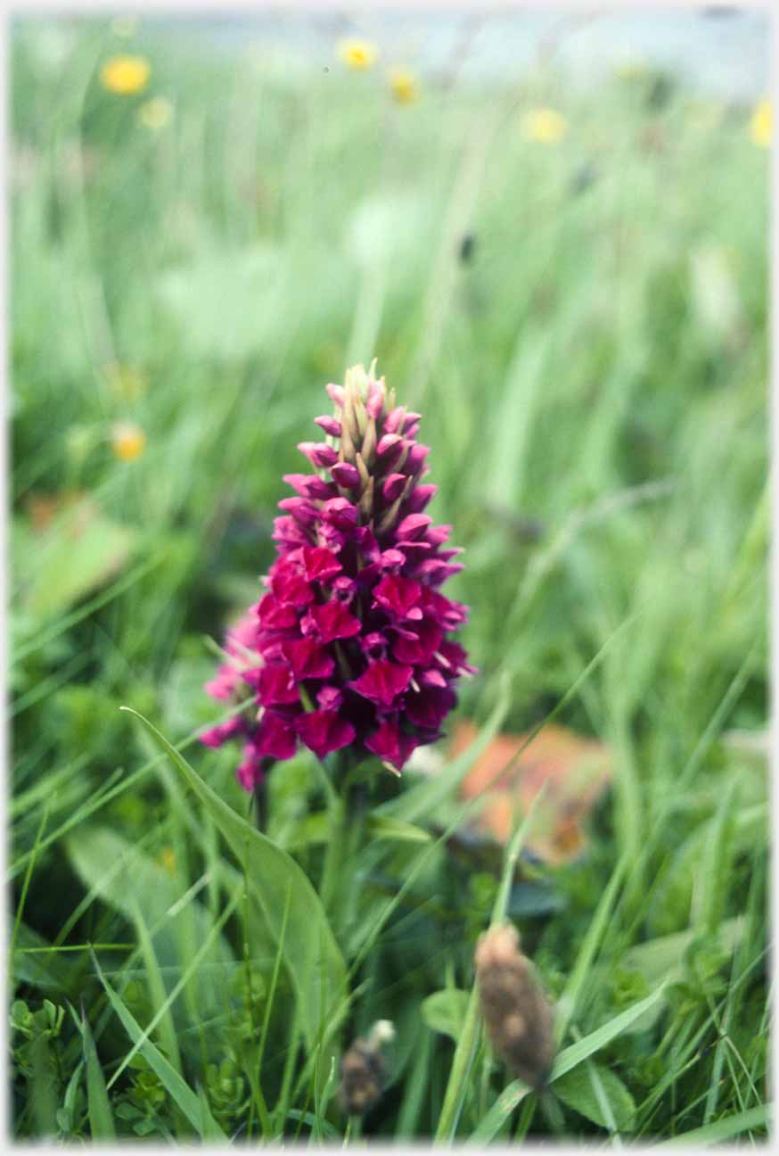 Orchid head, unusual petal shape suggests rare lace orchid.