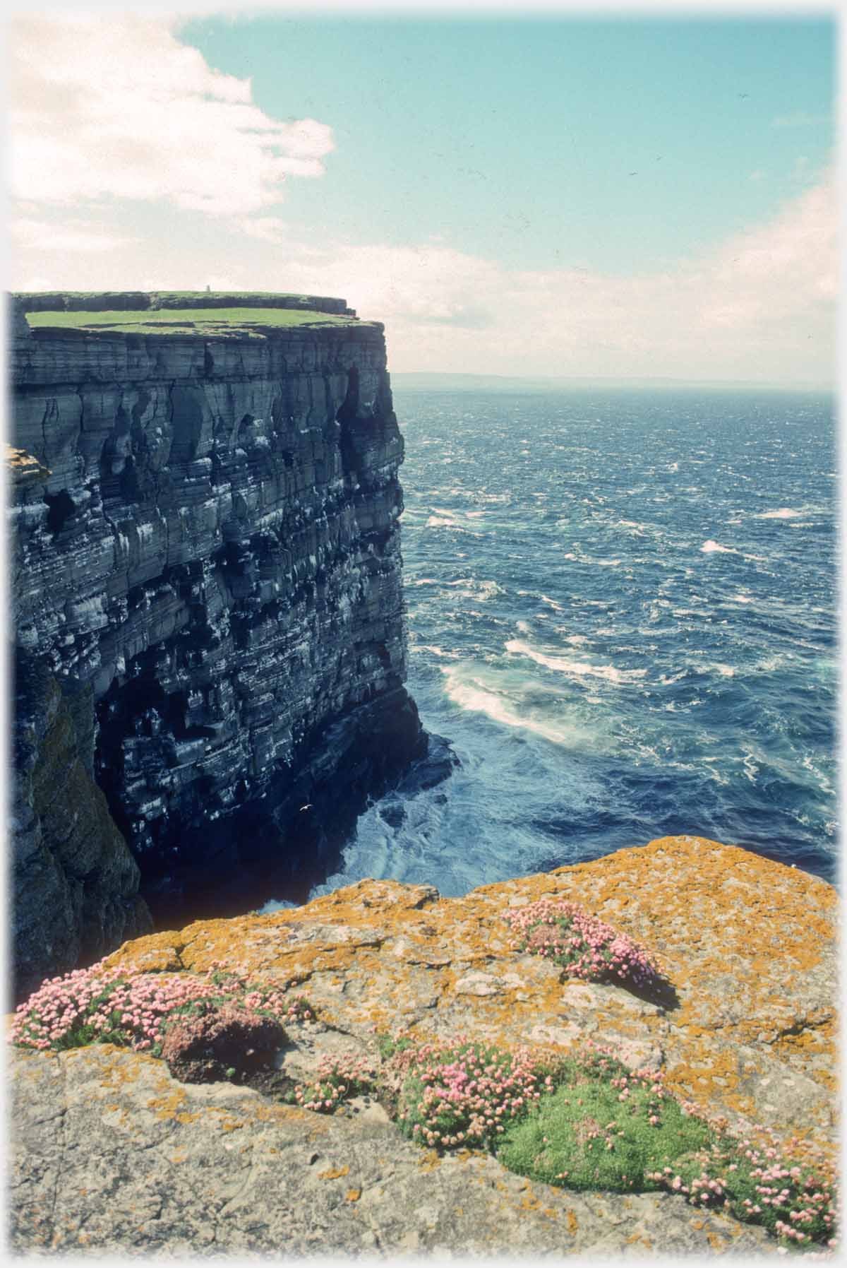 Vertical cliff, in foreground cliff top covered with flowers.