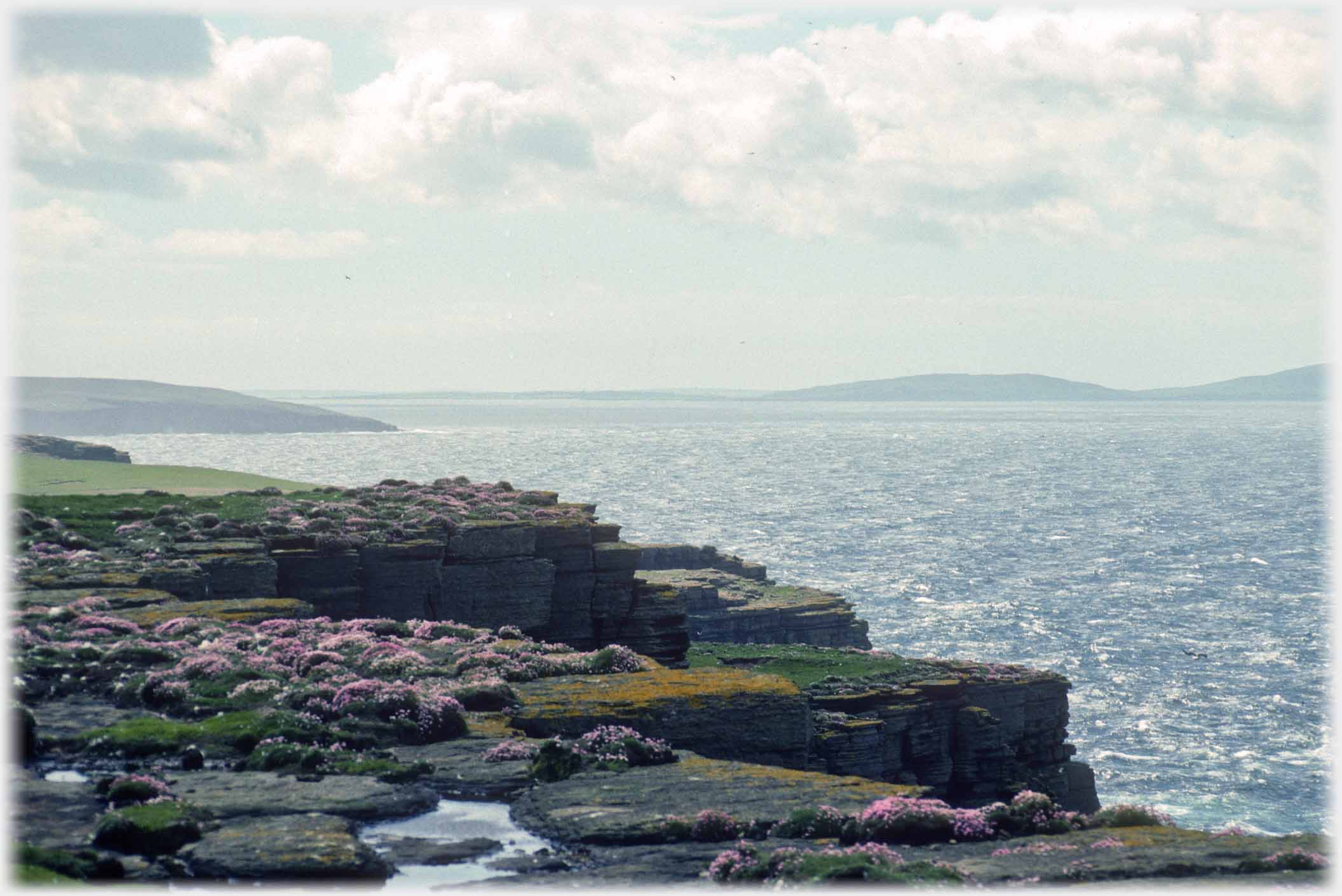 Cliffs tops covered in flowers sea and land beyond.