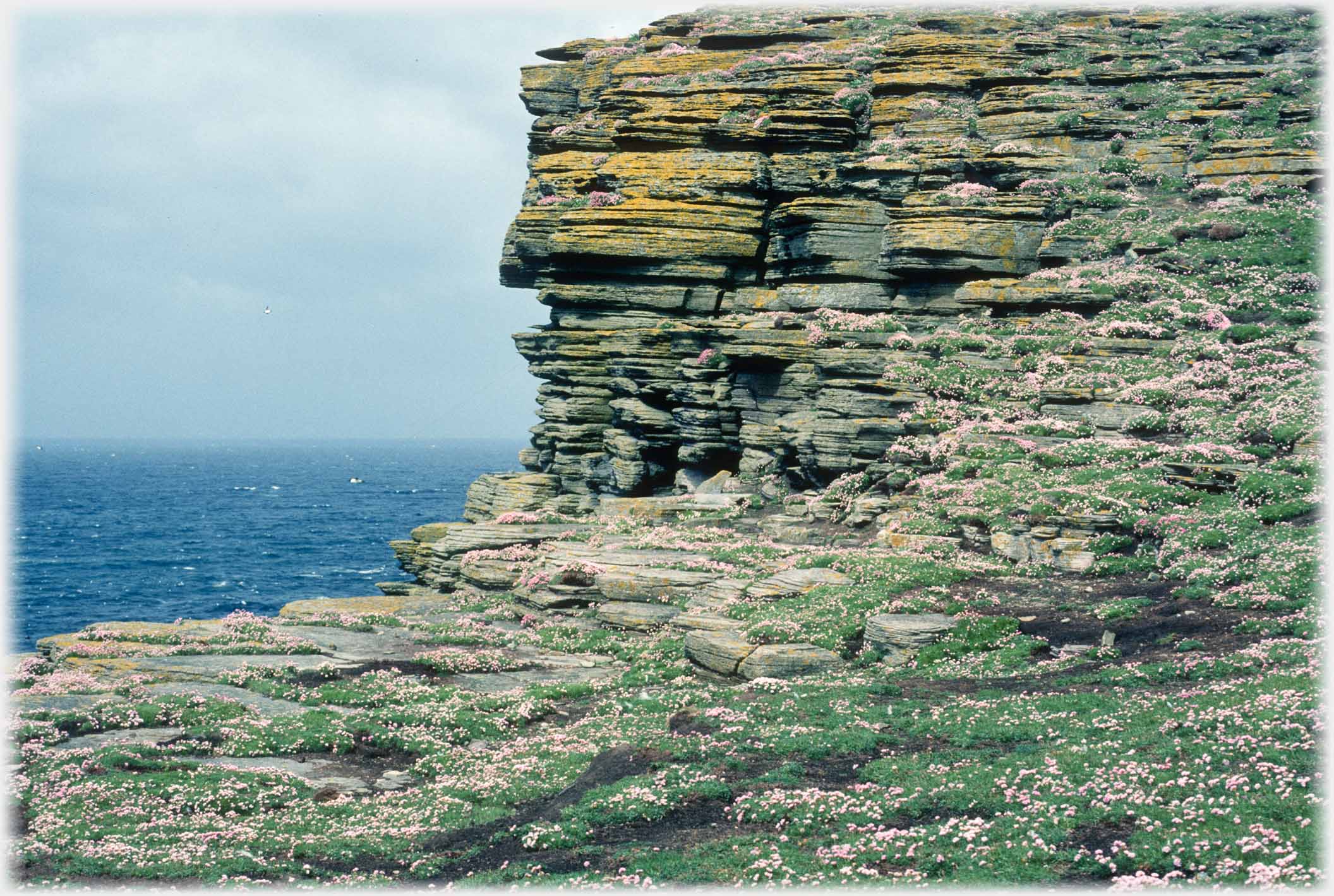 Stratified worn rocks with grass and small flowers.