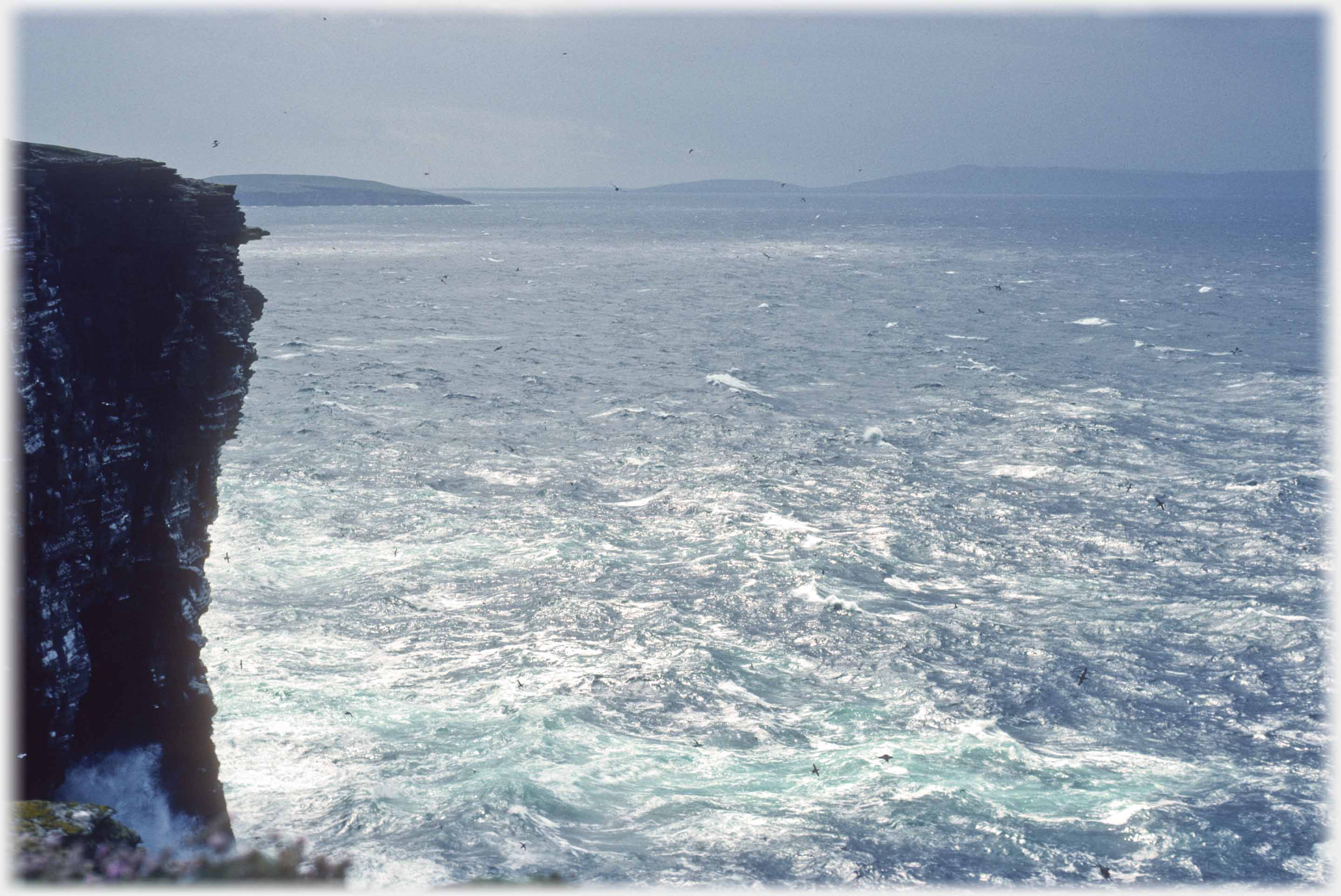 Sea with cliff to left and land in the distance - hundreds of specks that are birds.