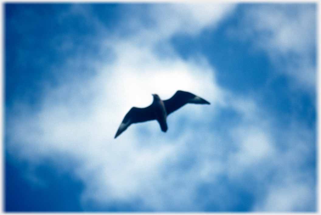 Silhouette  of great skua vertically above.