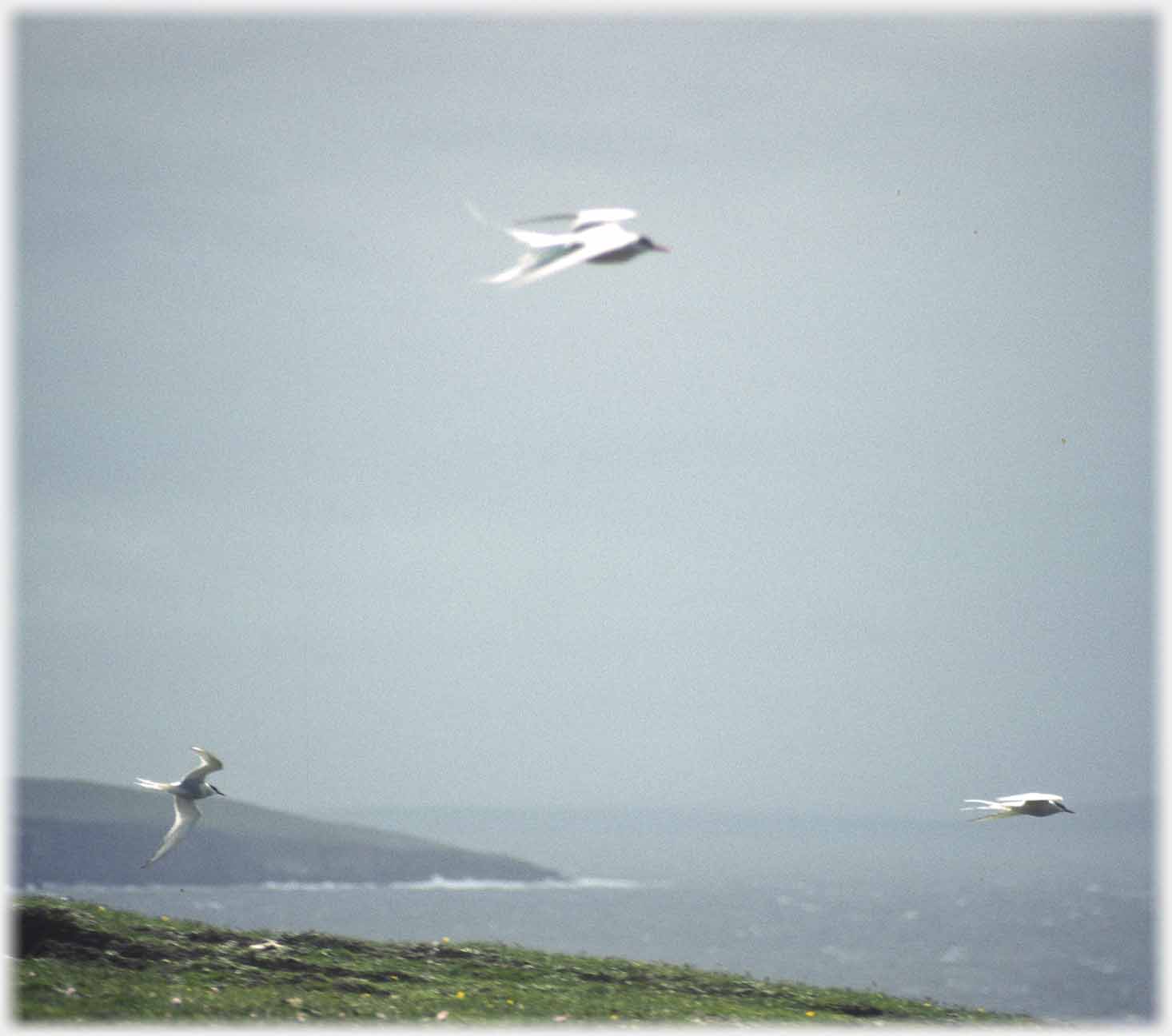 Three terns pointing into the wind.