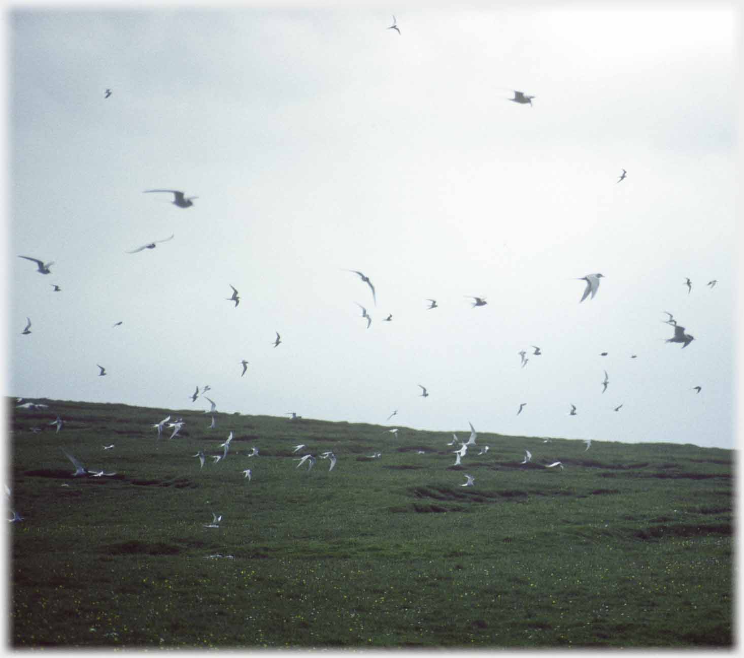Many birds flying near ground.