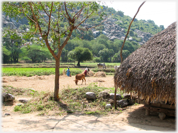 Fields by hill and thatched house.