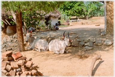 Cattle in yard by house.