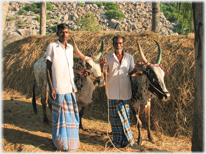 Two men with two cattle.