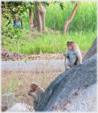 Two monkeys by a rock.