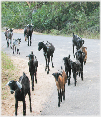 Goats on a road.