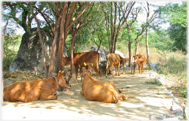 Cattle resting.