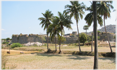 Palm trees and paddy outside Gingee Fort.