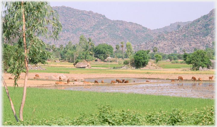 Fields with goats grazing.